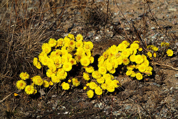 Early North spring. foalfoot (Tussilago farfara) blooms first. Curtaines of bright yellow flowers on still dead soil