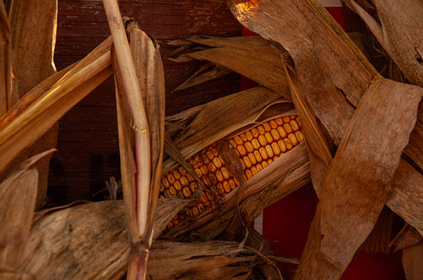 A closeup of a golden corn cob peeking through dry husks, capturing rustic harvest textures and warm autumn tones. Ideal for agriculture, food, farming and seasonal lifestyle contexts.
