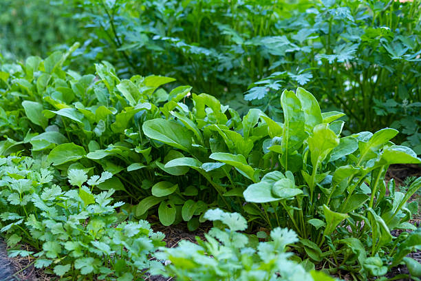 Fresh aromatic herbs growing in a neat row: cilantro, arugula and parsley. Organic homegrown greenery, healthy food concept, cooking ingredients, gardening and sustainable lifestyle. Natural green background with culinary and eco theme.