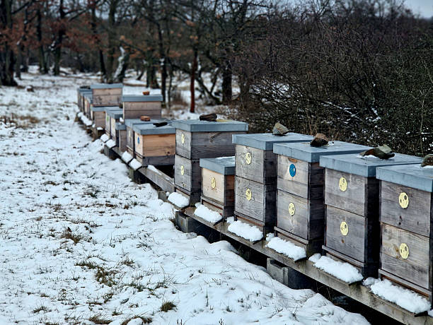Inside wooden boxes, honeybees aren't hibernating in traditional sense. Instead, they form a winter cluster.​Heat Source bees vibrate their wing muscles generate heat, keeping center of cluster queen stay at cozy 32°C to 35°C.