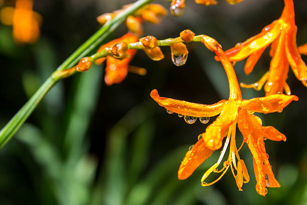 Falling stars, also known as valentine flower, is a bright orange Iris which grows in the forests and forest margins of Southern Africa.