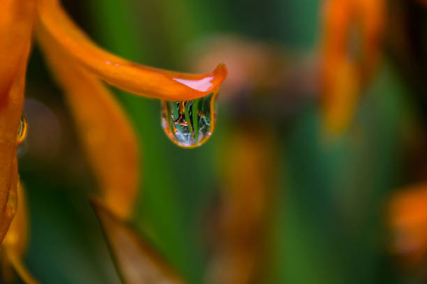 Small drop of water on a leaf spring, Macro 5X.