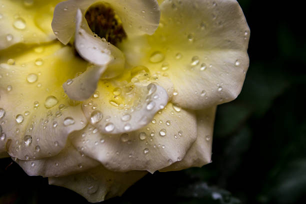 Close-up of dewdrops on an elegant light yellow rose.