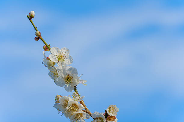pink plum blossoms against clear sky