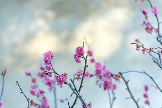 Close-up of pink plum blossoms blooming on a branch against a blurred background in spring.