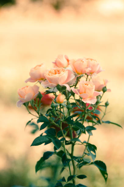 Closeup of an orange rose