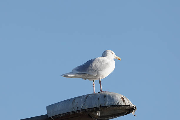 L 63-68 cm, WS 138-158 cm.Nests singly or in loose colonies on cliffs, Islands, or other open ground near sea. South of breeding range, uncommon or rare (mostly Oct-Apr), mainly near coast among flocks of other large gulls.Food in summer mainly fish, eggs and young of other birds; in winter, mainly wate from fishing ports, rubbish tips etc.This is a scarce wintervisitor in the Netherlands.