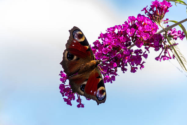 European peacock butterfly on a butterfly bush. Photo taken in the Achterhoek, in the Netherlands