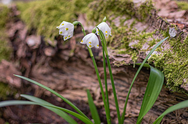 Primrose sways in the wind in a mountain forest