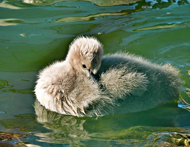 rear view of swan family in the river in a row floating.
