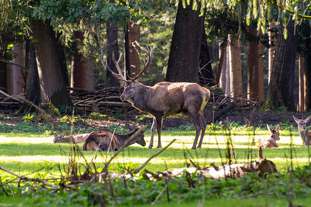 Male red deer guarding over and protecting his family. Photo taken on the Veluwe in the Netherlands.