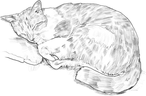 Drawing animal hand drawn sleeping cat curled fur detail cozy line art illustration