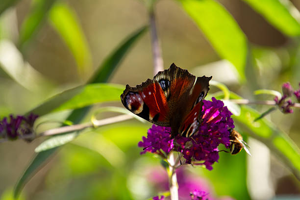 European peacock butterfly on a butterfly bush. Photo taken in the Achterhoek, in the Netherlands