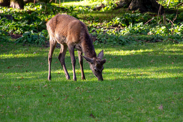A female red deer doe grazing in the woodlands of the Veluwe in the Netherlands