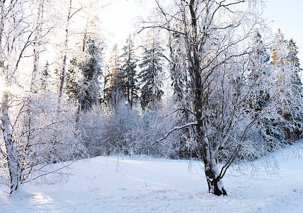 Winter Sunny day in the forest. A lot of snow on the ground and trees.