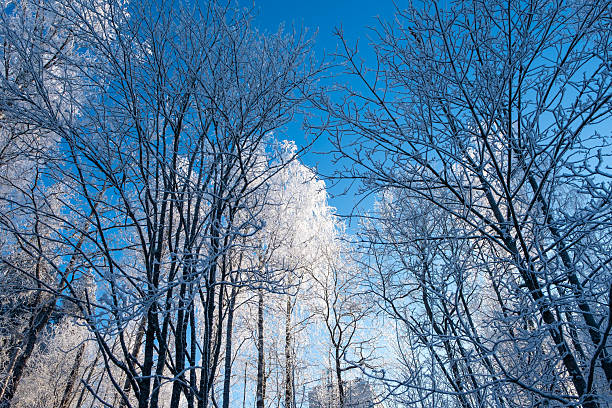 Lahti City Park, Finland, winter landscape