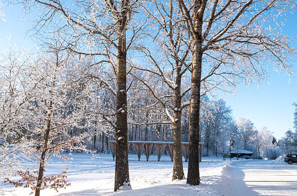 Snow-covered avenue lined with bare trees in Warsaw’s Royal Baths Park, Poland. A peaceful winter landscape with a symmetrical composition, ideal for themes of nature, travel, seasonal change, and calm urban parks.