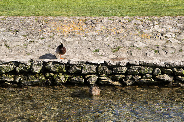 Ducks refreshing in the stream in the public park in Zadar, Croatia