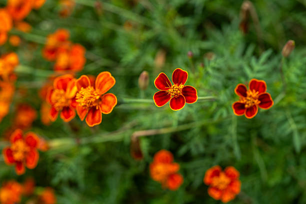 Close-up of orange and red marigold flowers in a garden with green foliage and soft bokeh background.