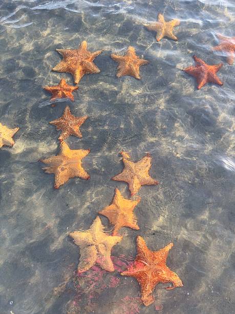 Several orange starfish scattered in shallow clear seawater with sunlit ripples, natural marine life background, tropical beach concept.