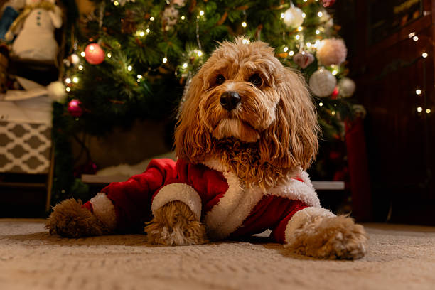 istock Curly brown Labradoodle or Kawapoo dog under the Christmas tree in a red Santa costume 2260731086