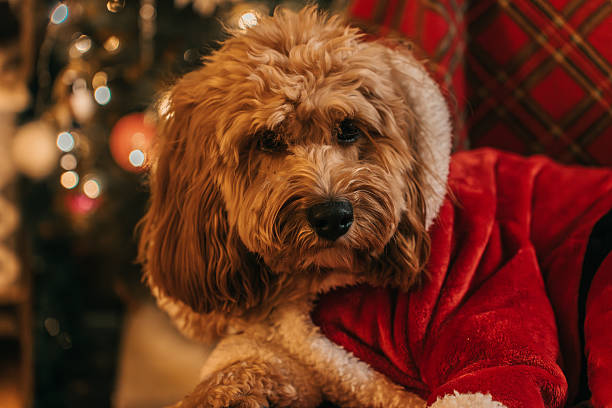 istock Curly brown Labradoodle or Kawapoo dog under the Christmas tree in a red Santa costume 2260733342