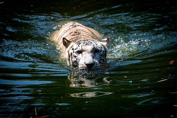 Close up. White tiger move on the water