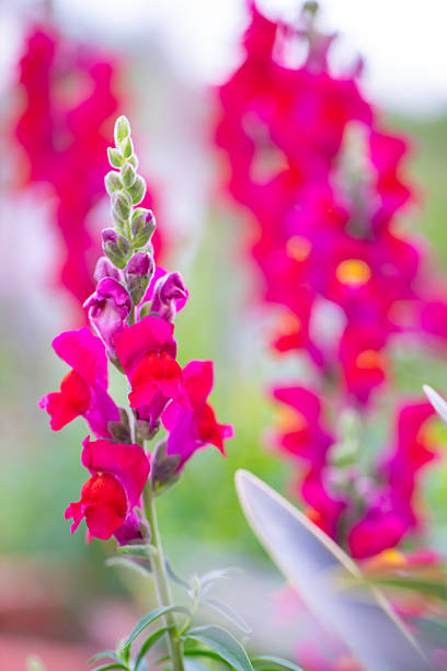 Pink flowers Snapdragons (Antirrhinum majus) in an exotic garden on the island of Corfu in Greece