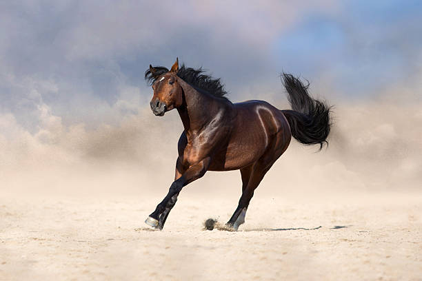 istock Bay horse free run in sand 2260747005