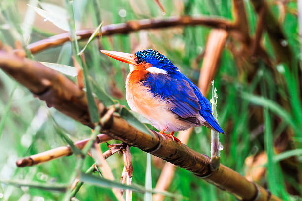 close up of malachite kingfisher sitting on branch in okavago delta in botswana