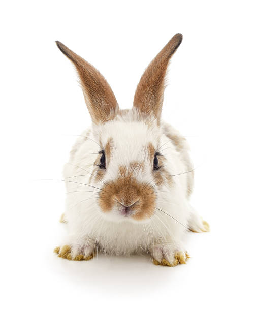 A small white rabbit with brown spots and long ears sits and looks directly at the camera.