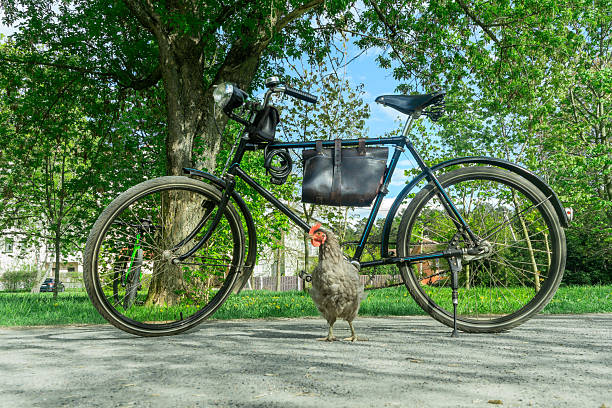 Black bicycle with leather saddlebag and curious chicken standing beneath in green outdoor setting. Rural moment where a chicken stands near a parked bicycle in a peaceful green setting.