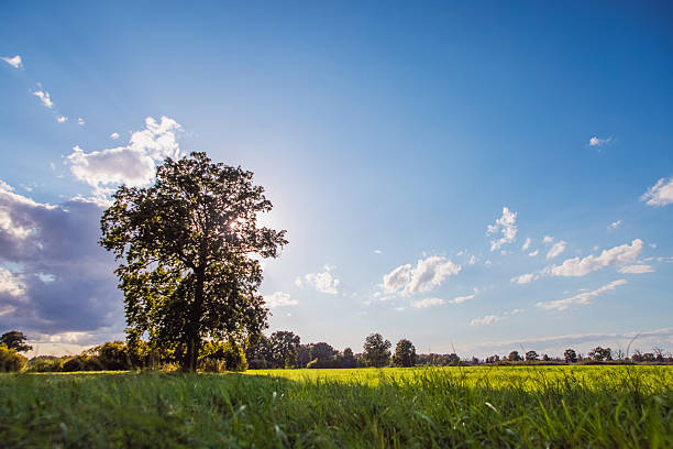 Green spring meadow. Sunny day. Oak tree in field