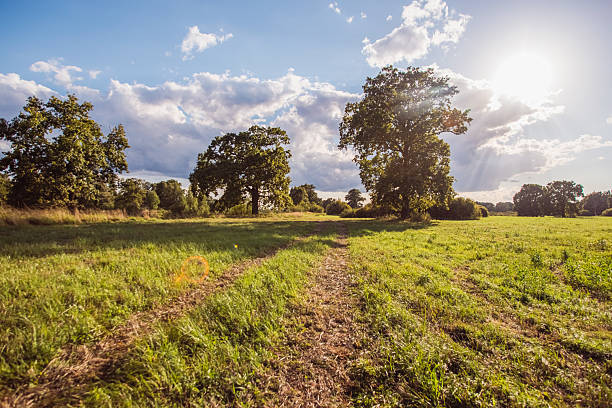 Road in meadow. Sunny day. Oak tree in field