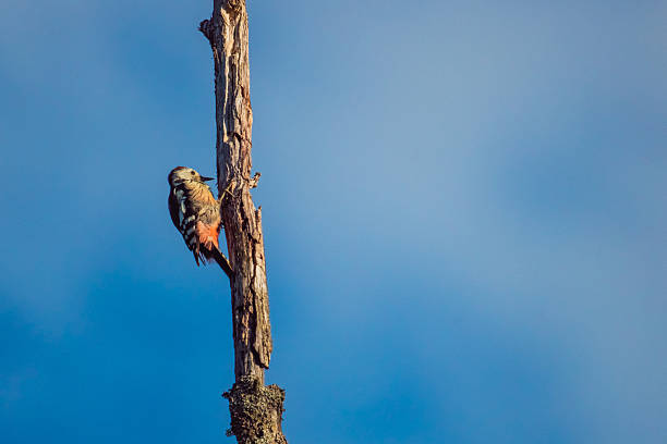 Woodpecker on dry tree against blue sky