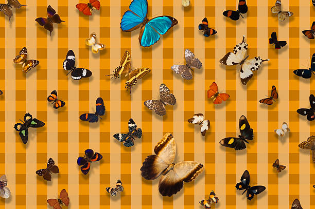 A vibrant assortment of butterflies displayed against a warm orange and yellow checkered background. The composition features a wide variety of butterfly shapes, colors, and wing patterns arranged in a scattered, decorative layout. The image combines natural insect forms with a graphic, patterned backdrop, creating a playful and visually rich design suitable for themes of nature, biodiversity, creativity, spring, transformation, and decorative backgrounds.
