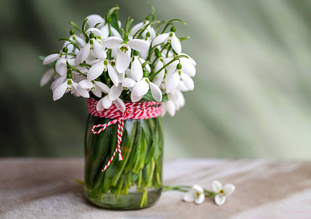 Snowdrops flowers bouquet on  green shadows background