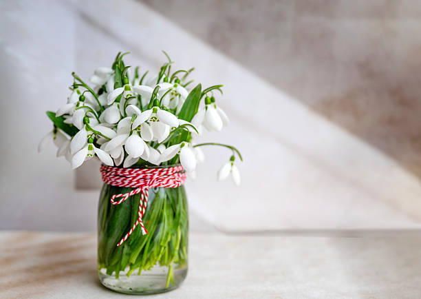 Snowdrops flowers bouquet on shadows background