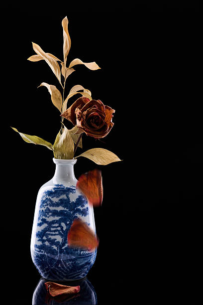 Still life with a dried rose shedding petals into a blue and white porcelain vase, symbolizing decay and transient beauty