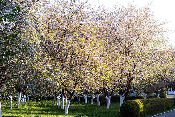 Row of flowering trees with white trunks lines a peaceful sunny park.