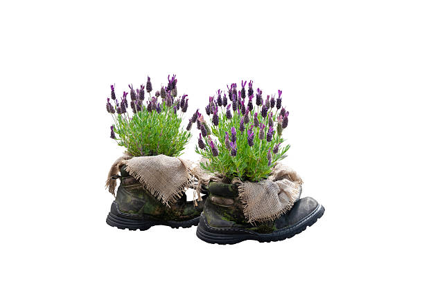Lavender planted in a old boots isolated on white background