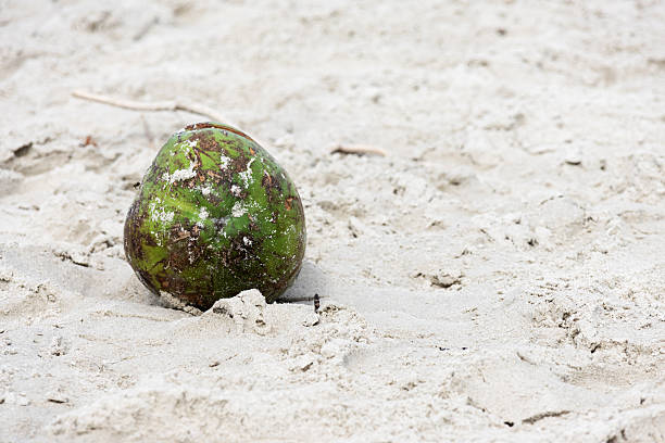 Close-up image of a green coconut covered in sand on soft sand.