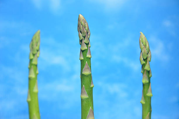composition of asparagus