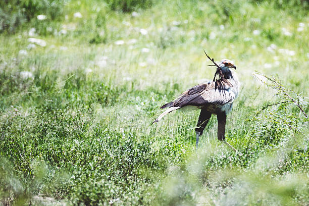 Secretary bird in sunny namibian wilderness to rainy season.