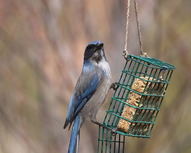 Woodhouse's Scrub Jay (aphelocoma woodhouseii) eating from a suet feeder