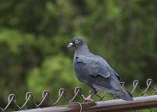 Rock Pigeon (columbia livia) perched on a metal fence