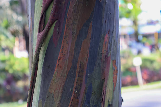 Colourful bark on a eucalyptus tree in Australia.