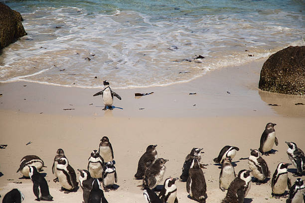 group of penguins at boulders beach in south africa