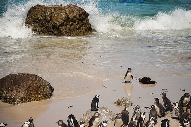Super-sharp Photo of Black-footed penguin at Boulders Beach,  South Africa, taken with Medium Format and prime lens