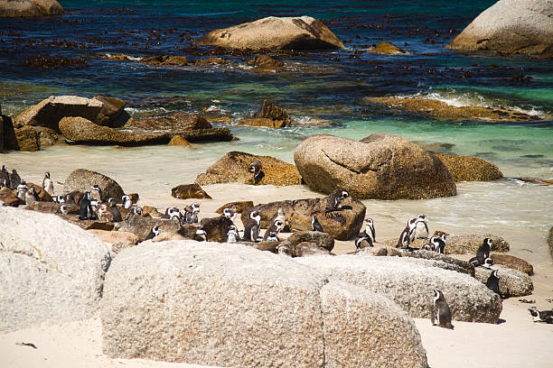 Penguin Colony at Boulders Beach Cape Peninsula during Sunny Day, Cape Town, South Africa